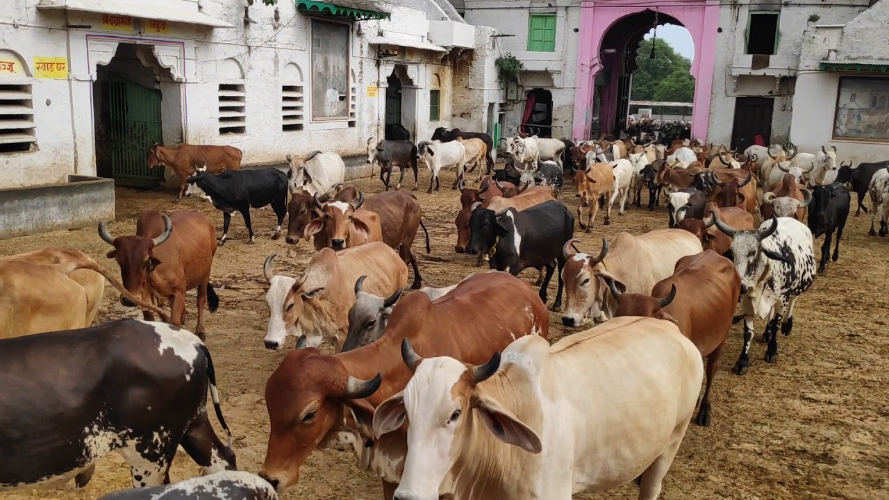Shreenathji Gaushala